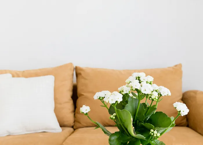 마이시하우스 플라밍고 - 성인 전용 4* 섭 호텔